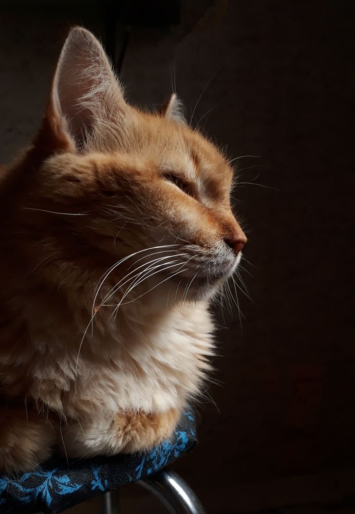 Feline Serenity
