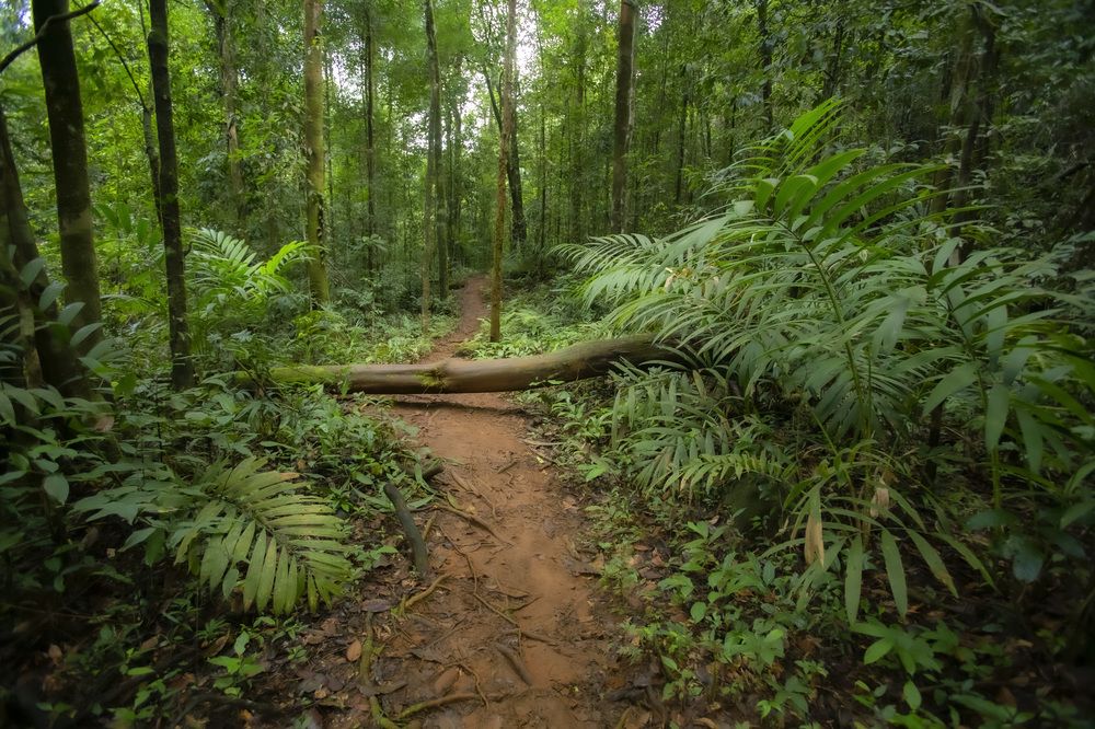 Meratus tropical rainforest