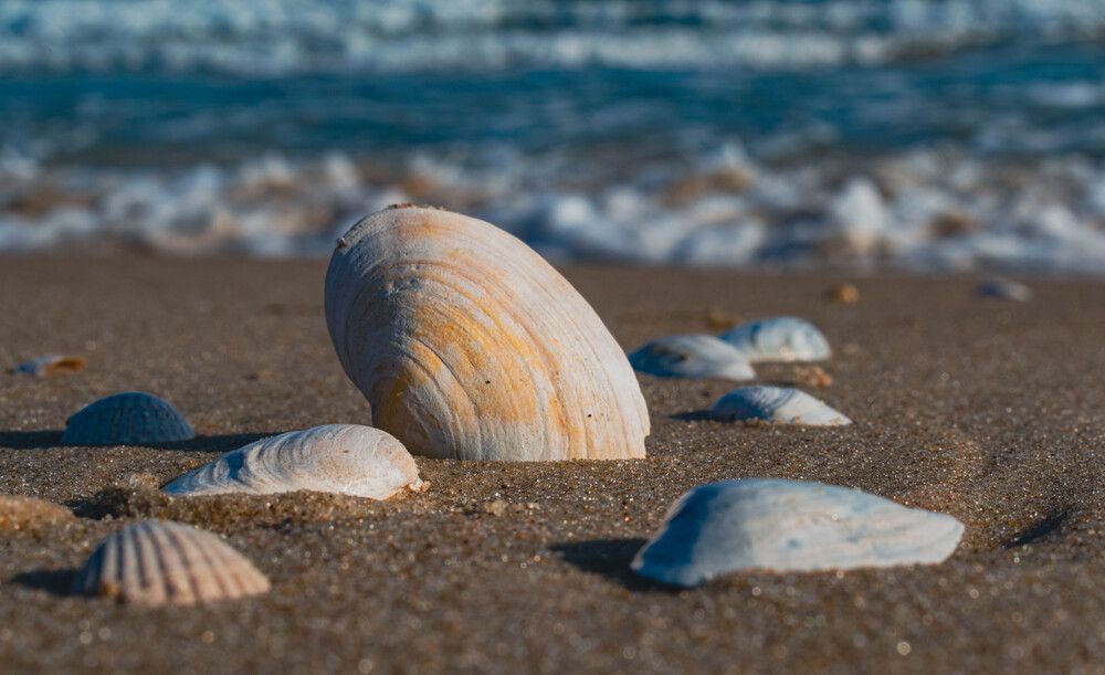 Photograph by Svetlana Shaptelei