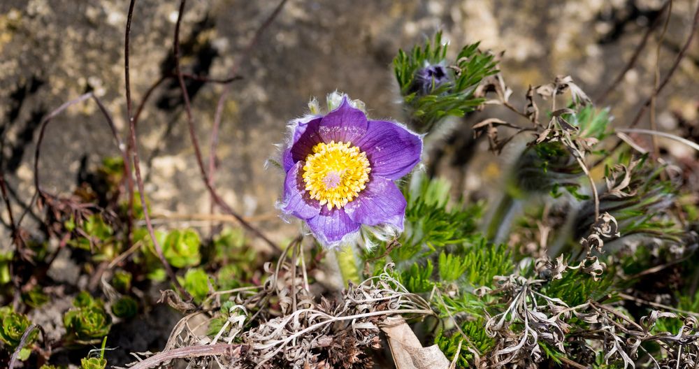 фиолетовый цветок