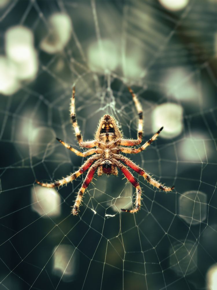 Spider