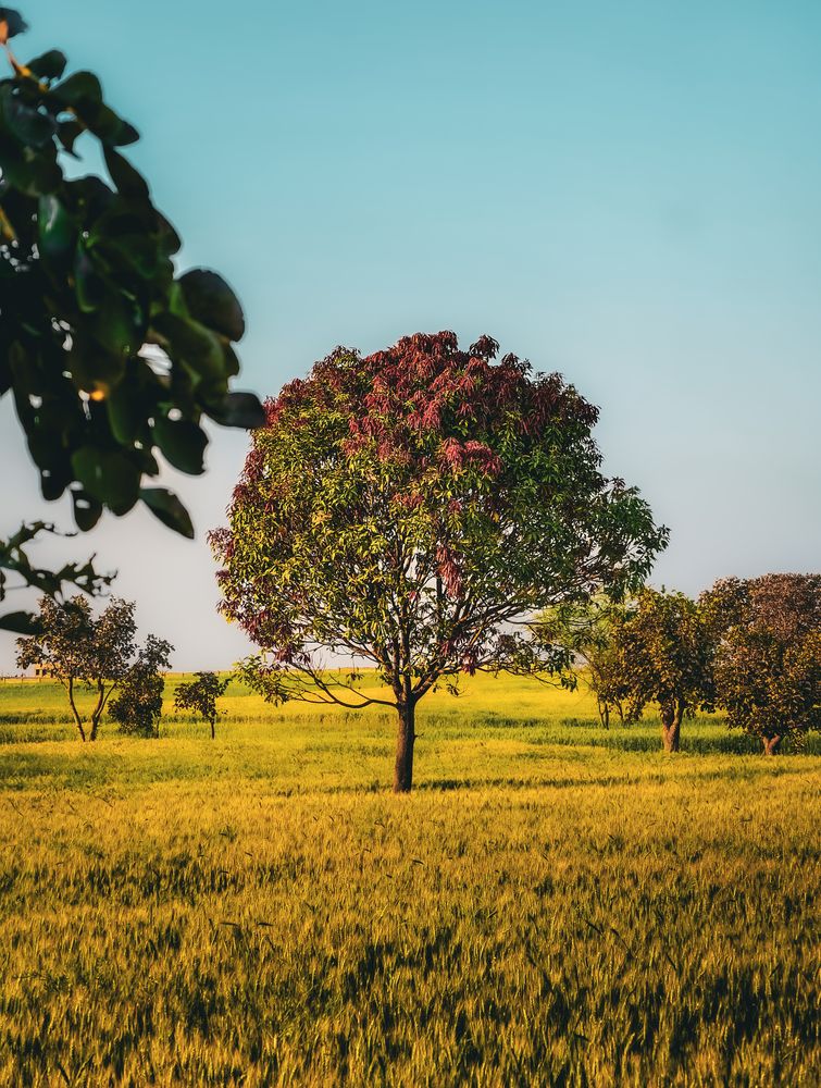 Photograph by Amit Sri