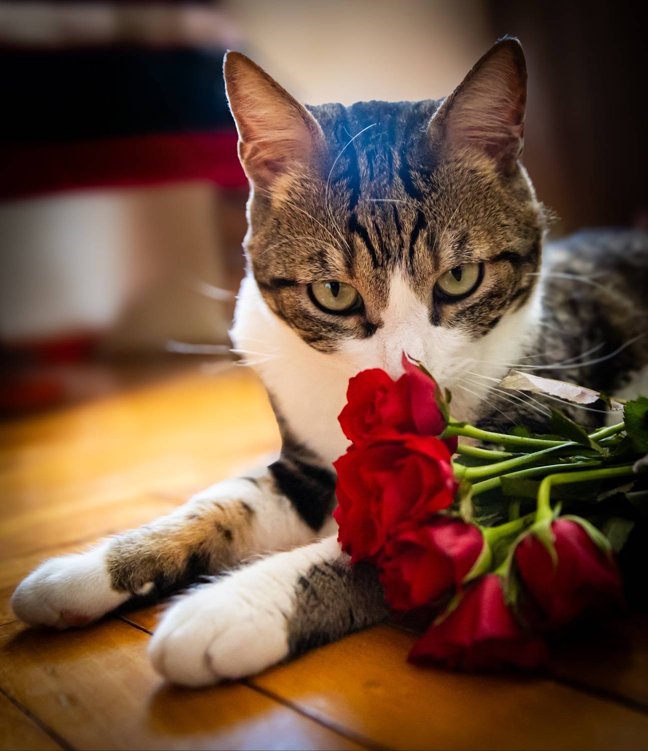 The charming Lucky cat