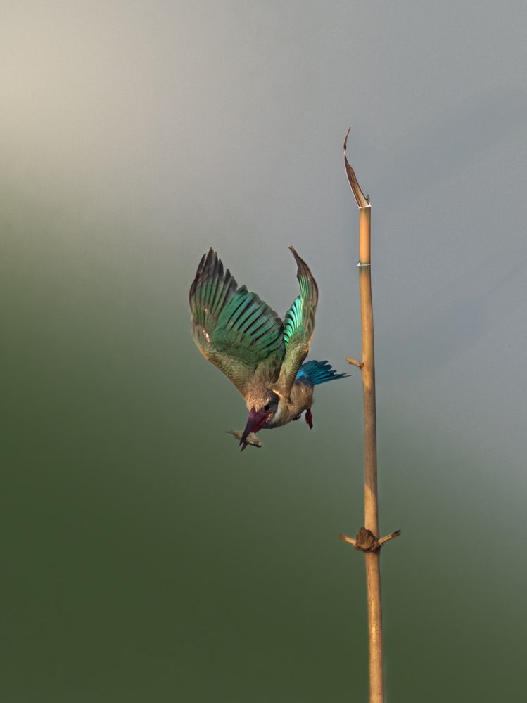 Photograph by SUHAS MANDAL