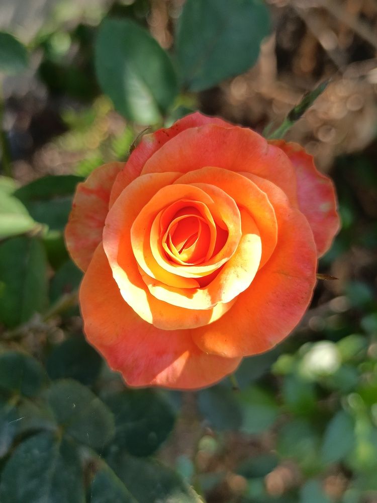 Photo #12096020