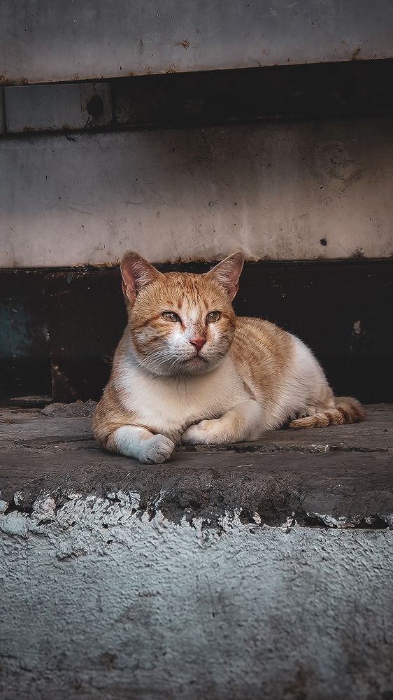 Фотография автора sai gosavi