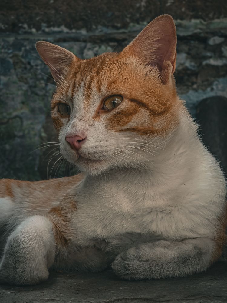 Фотография автора sai gosavi