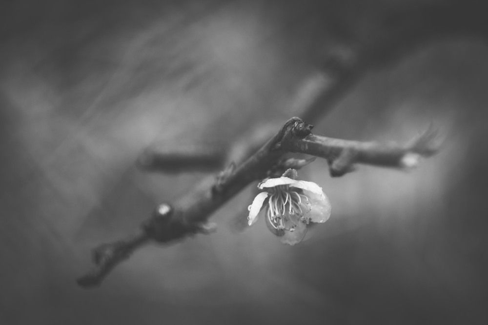 Фотография автора Daniel Chobanov