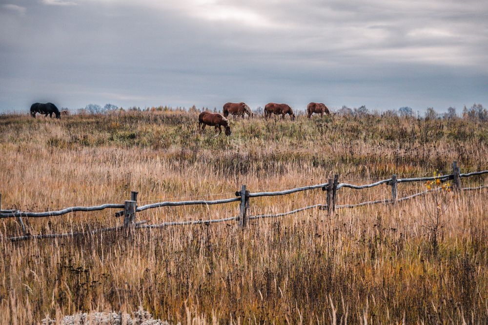 Фотография автора Елена Ефимова