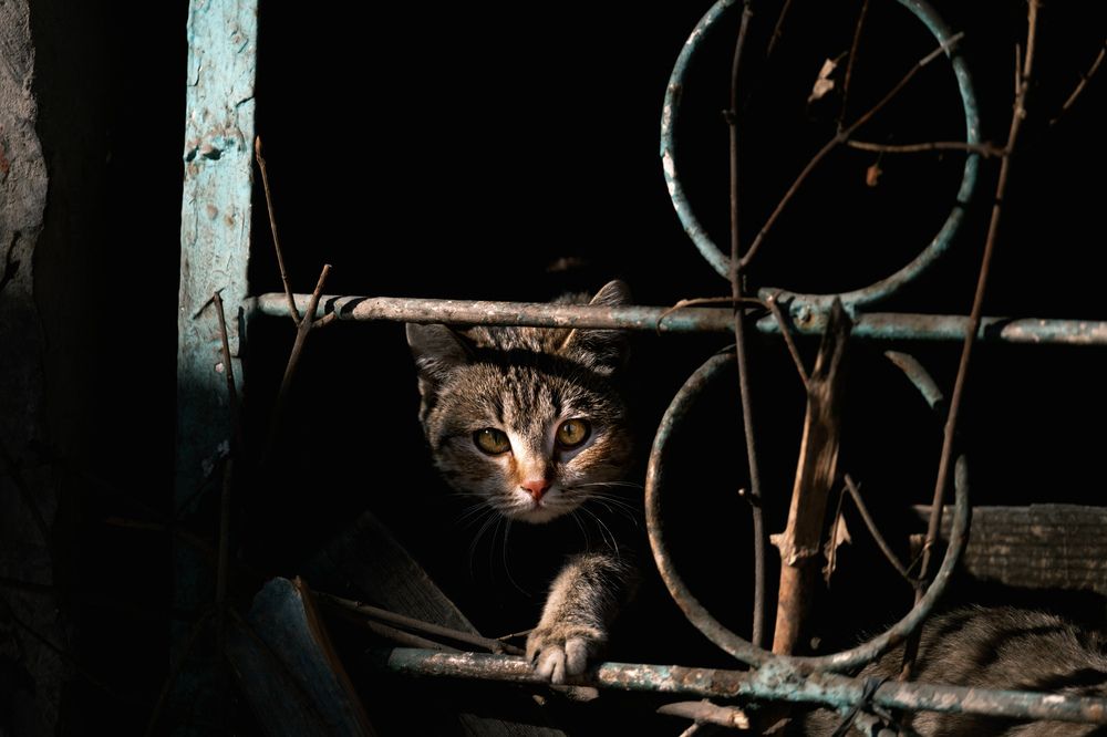 Photograph by Константин Белоногов