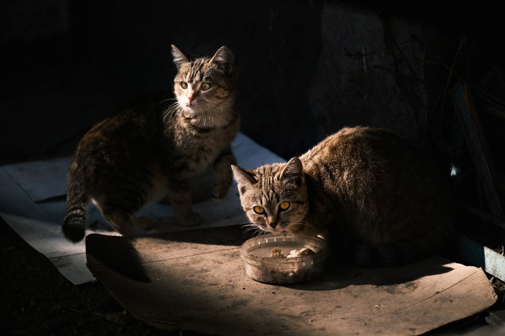 Photograph by Константин Белоногов