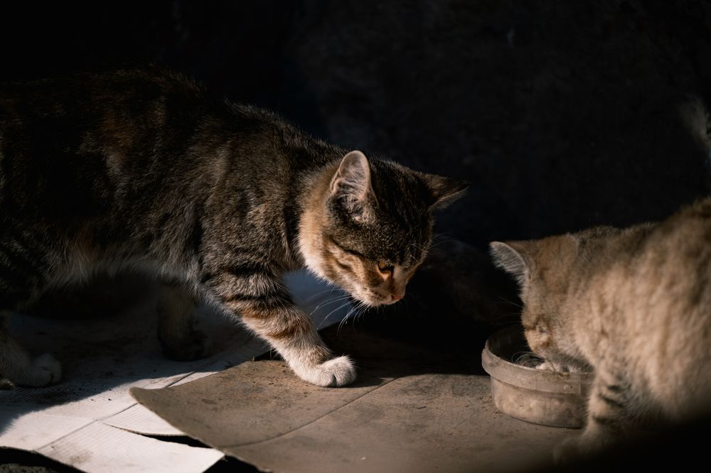 Photograph by Константин Белоногов