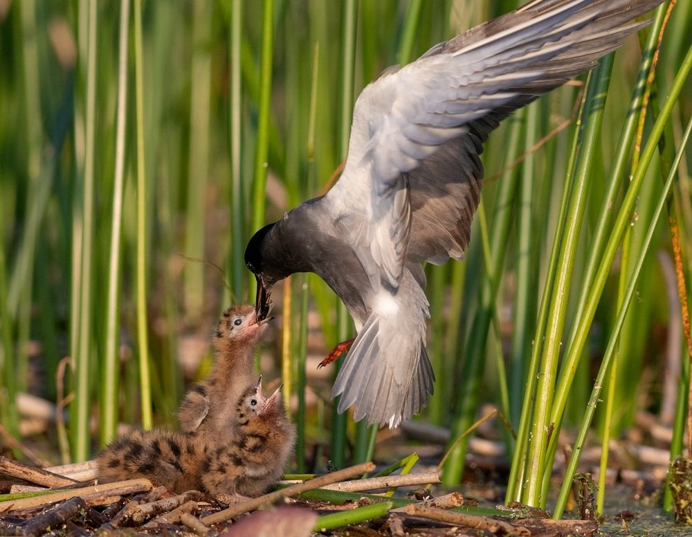 Photograph by Павел Краснослободцев