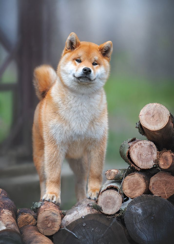 Photograph by Наталья Орел
