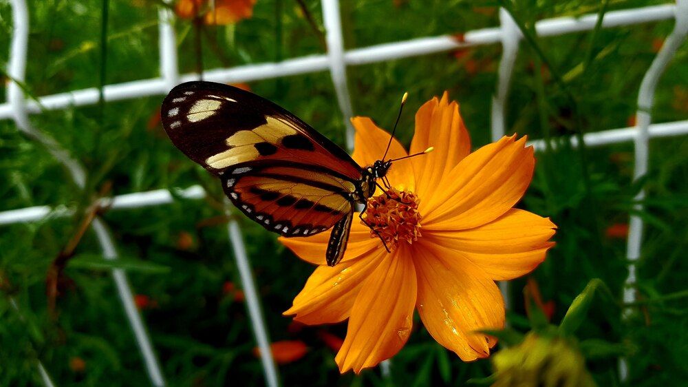 Photograph by Helber Azevedo