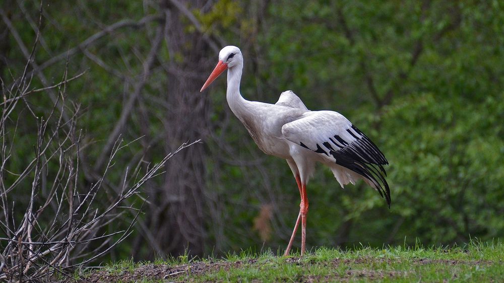 Приземлился