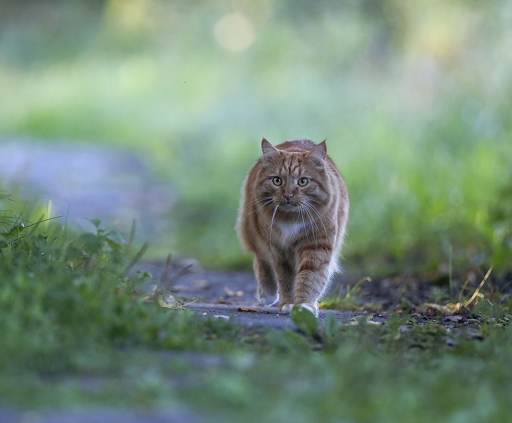 Рыжий исследователь