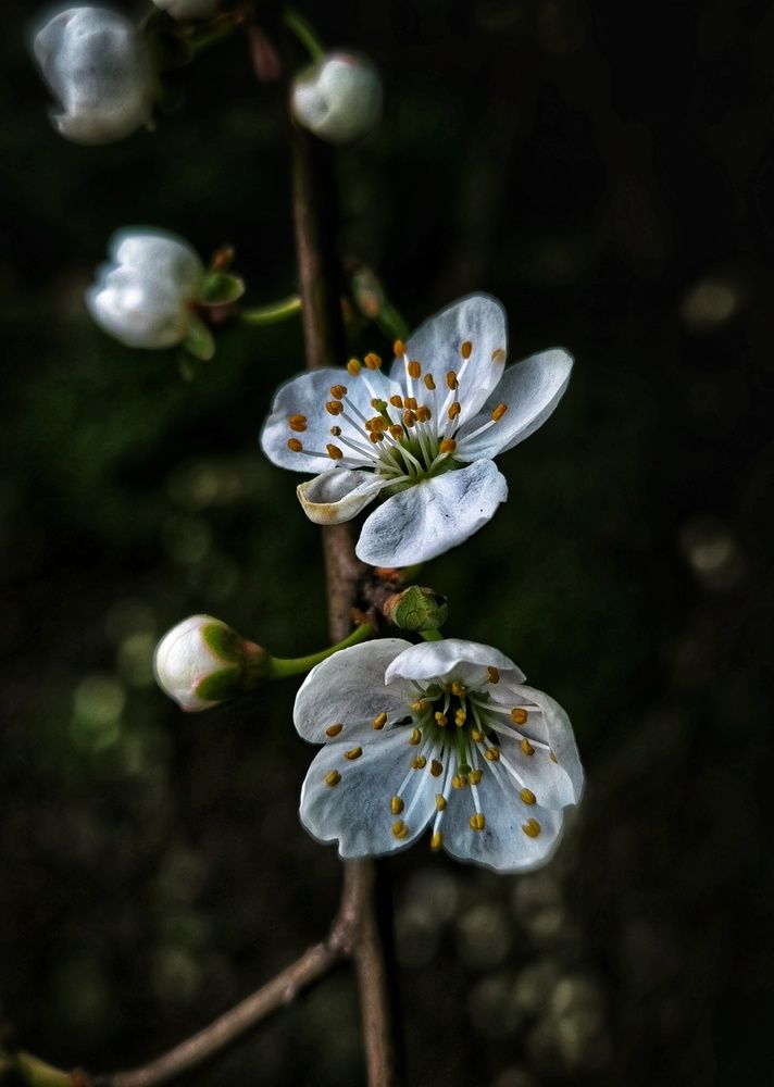 Фотография автора Гвоздецкая Анна