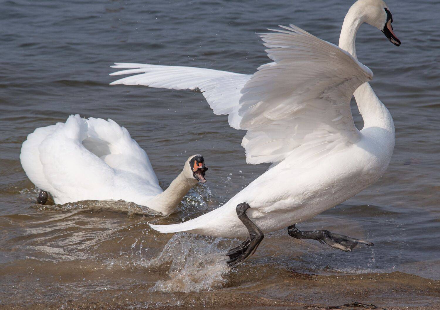 Фотография #12098561