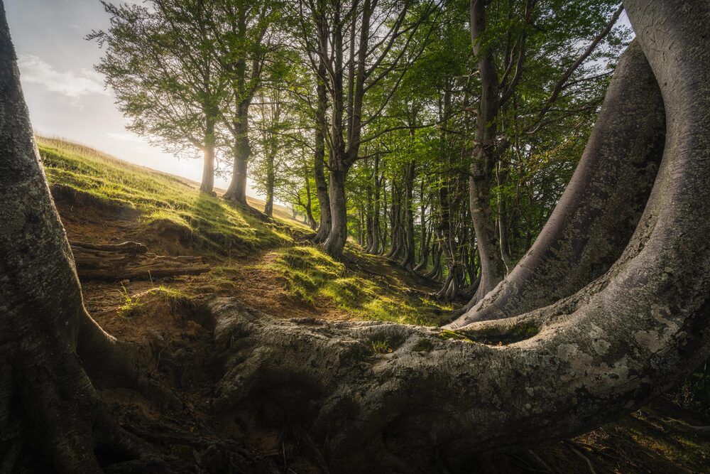 Photograph by Francesco Perticaroli