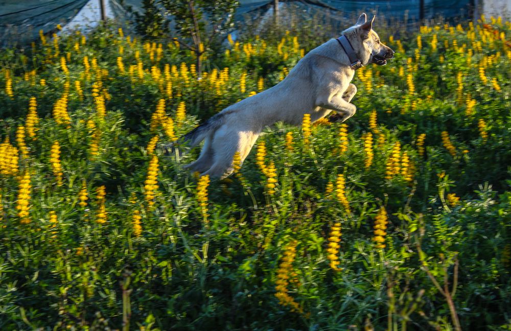 Photograph by Francisco Ferreira