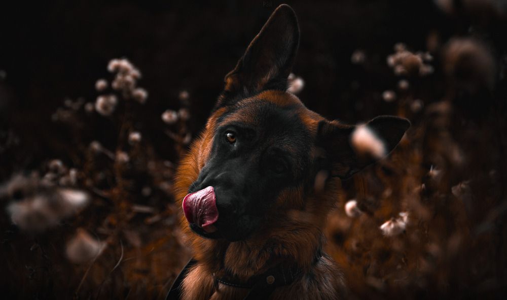 Photograph by Андрей Летов