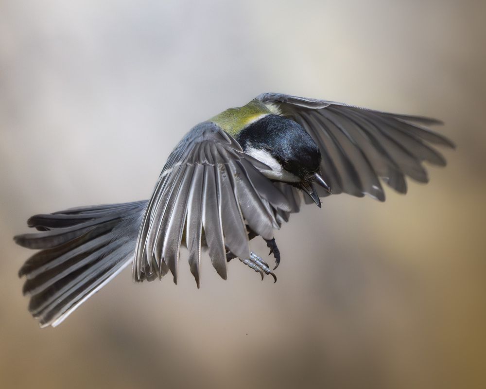 Photograph by Михаил Ездаков