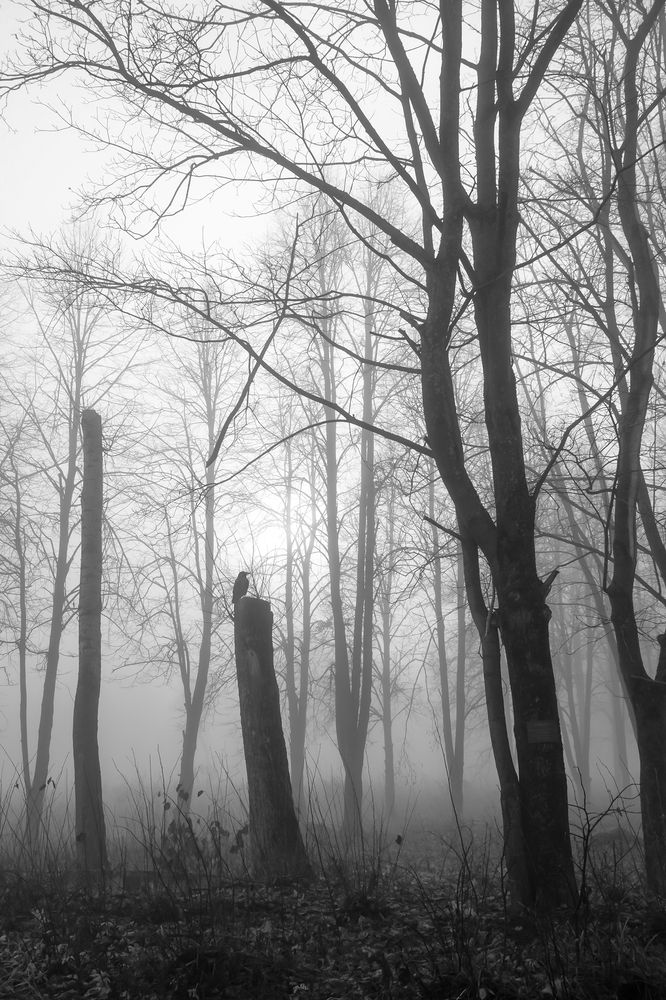 Photograph by Светлана Карнаух