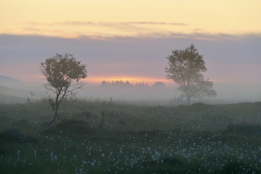 Summer early morning