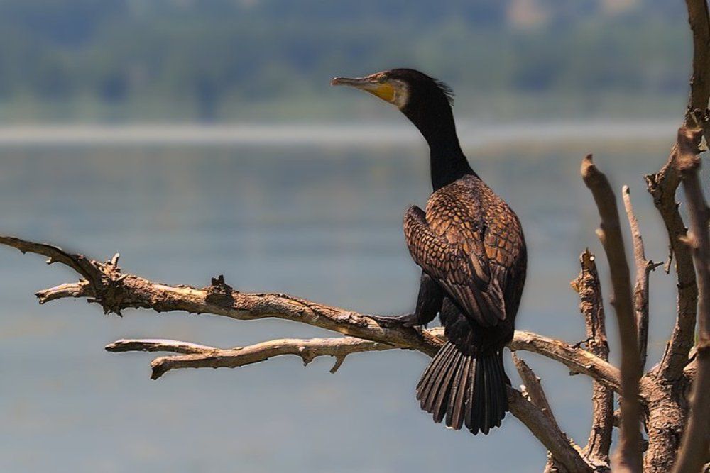 Phalacrocorax carbo