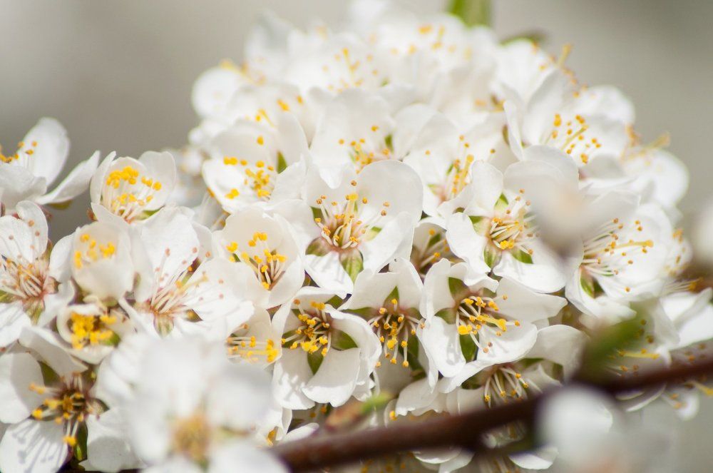 Весна, пора цветов.