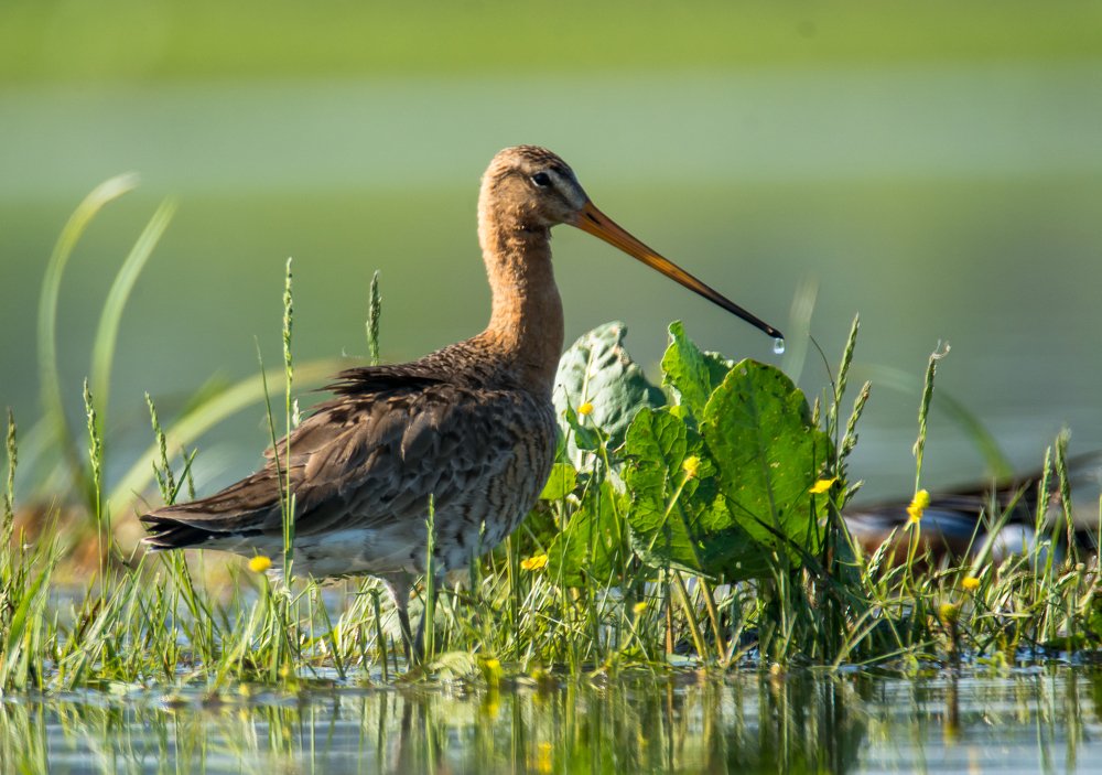 Большой веретенник.