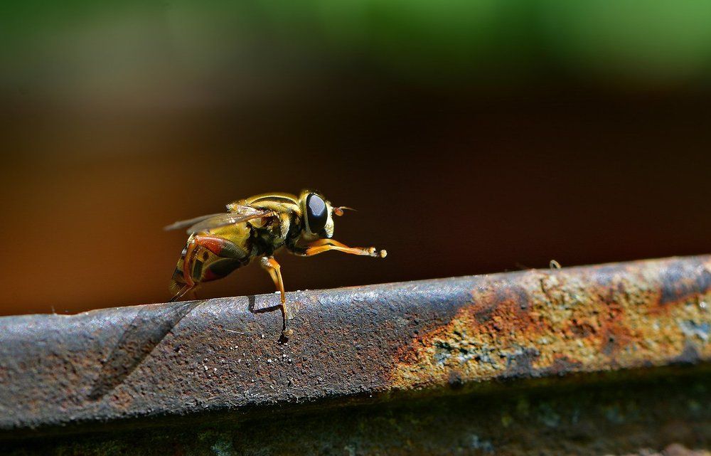Железный путь