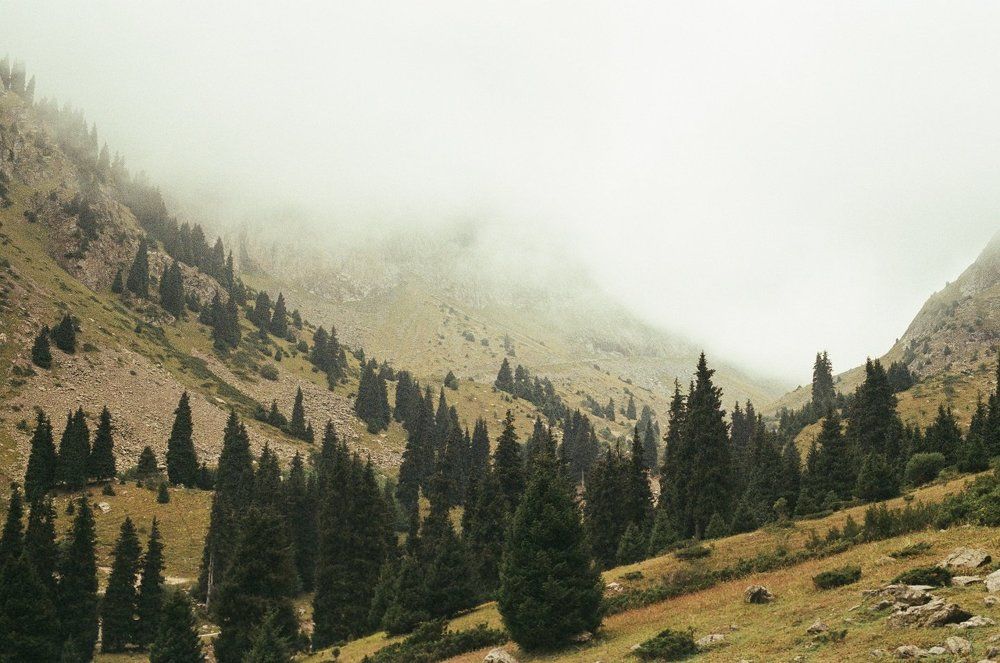 Весенние туманы