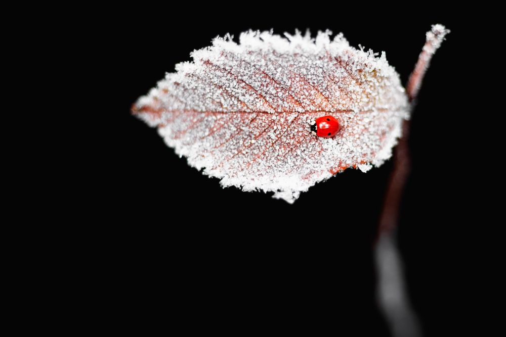 С первым снегом