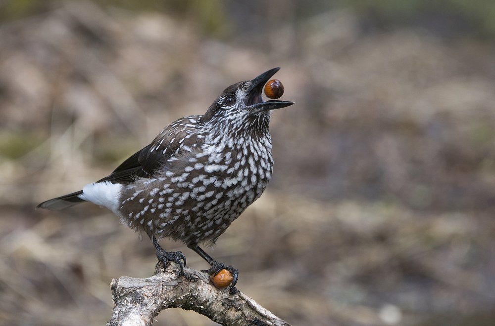Орешек на удачу, орешек впрок.