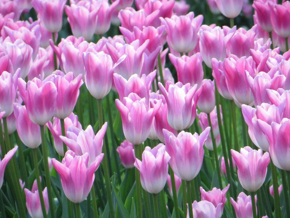 Тюльпаны.  ЦПКиО, Санкт Петербург, Фестиваль тюльпанов.