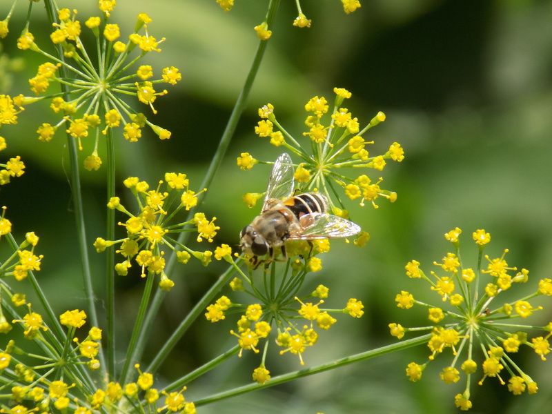 Виктория Соседкина, Russia