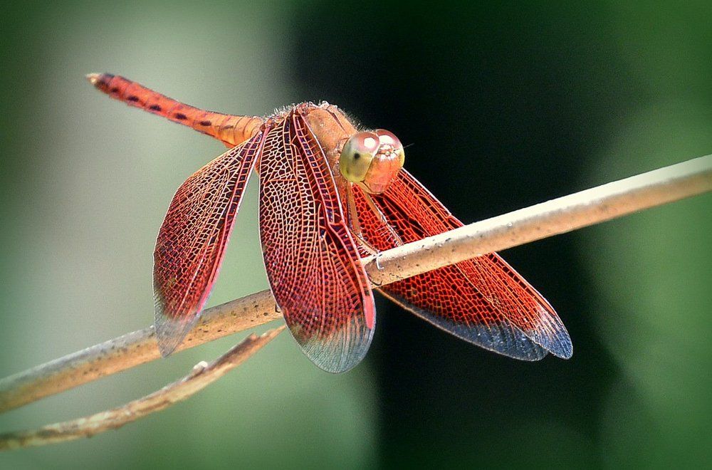 Красная стрекоза на фоне зеленных джунглей