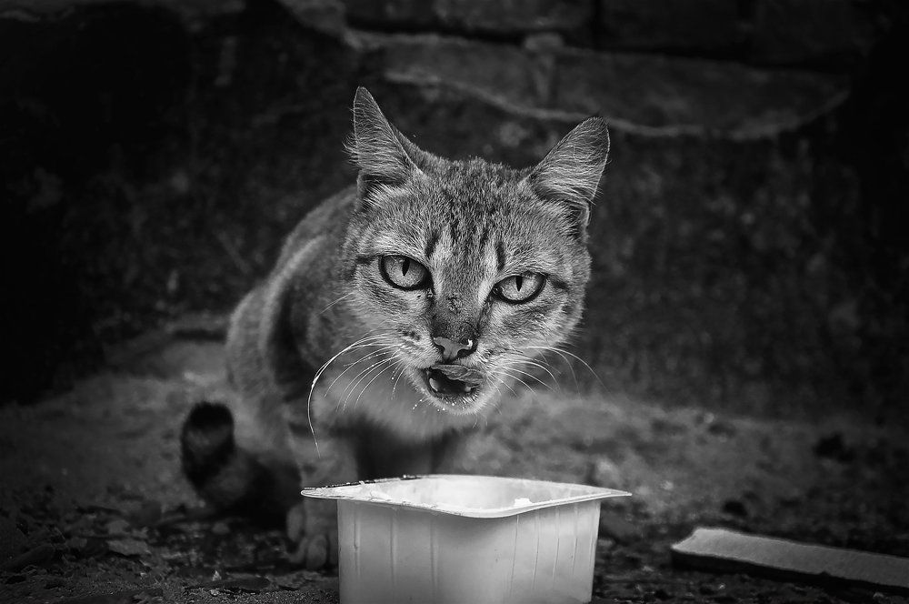 Кошачья дерзость