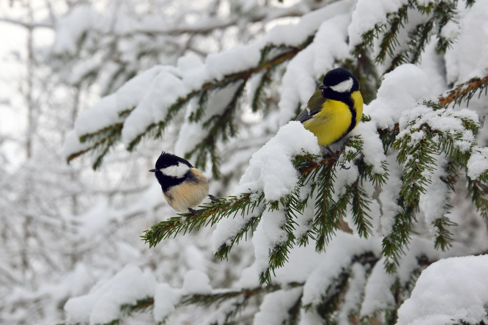 Две синички..)