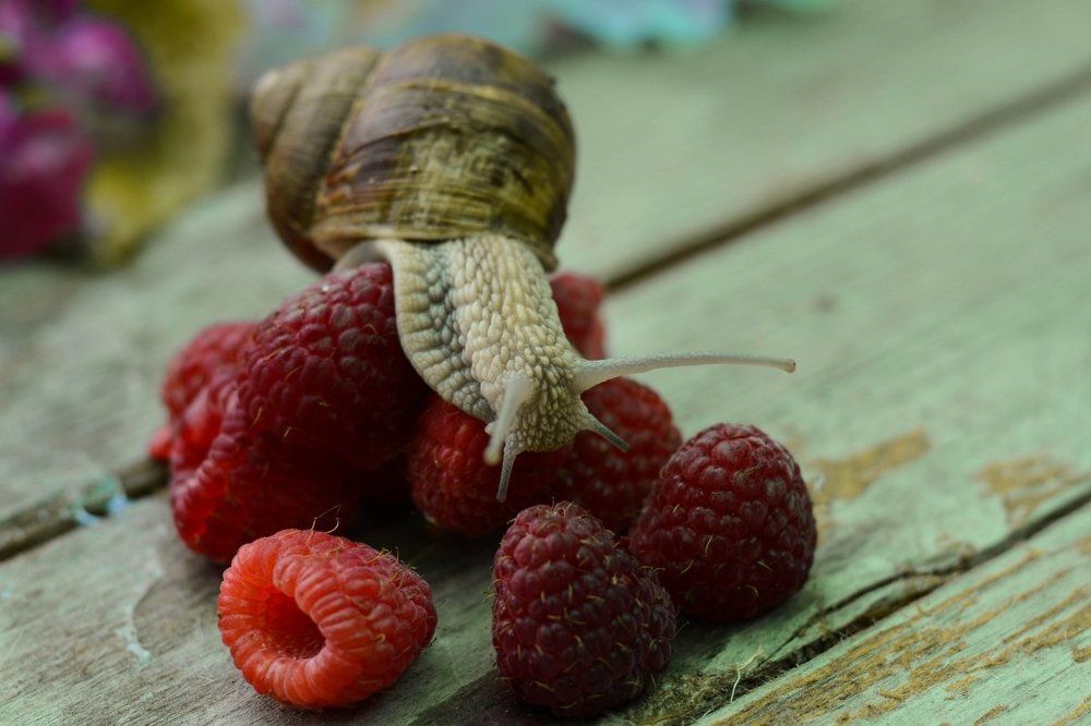 сладкоешка