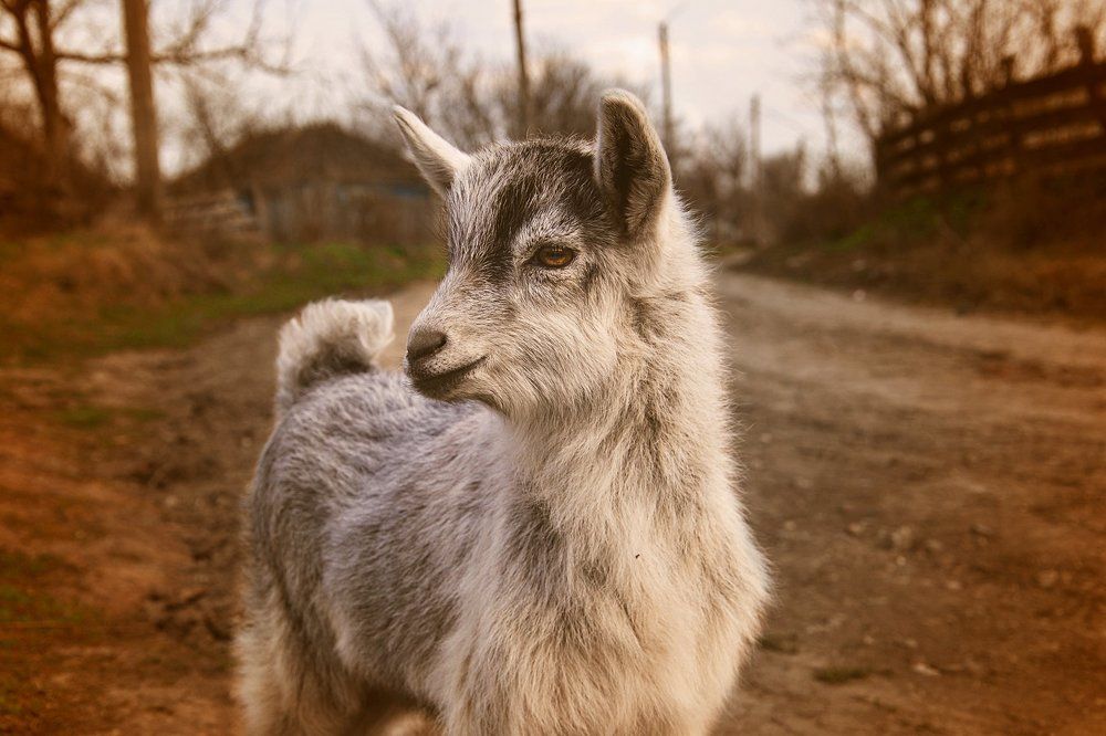 Козочка-розочка)