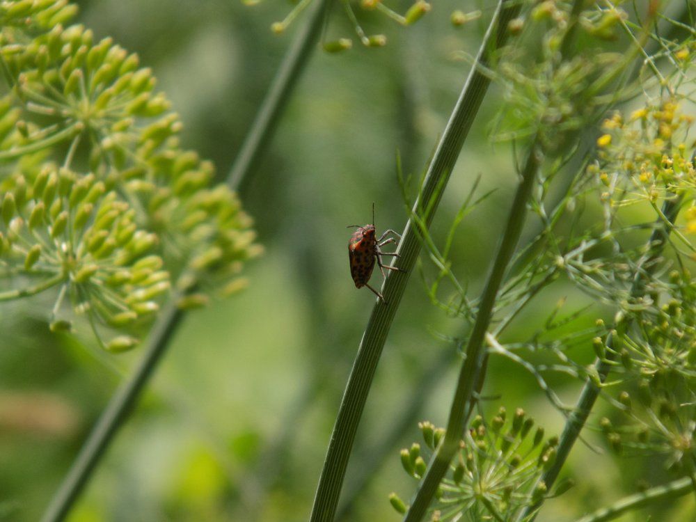 Глаза в глаза