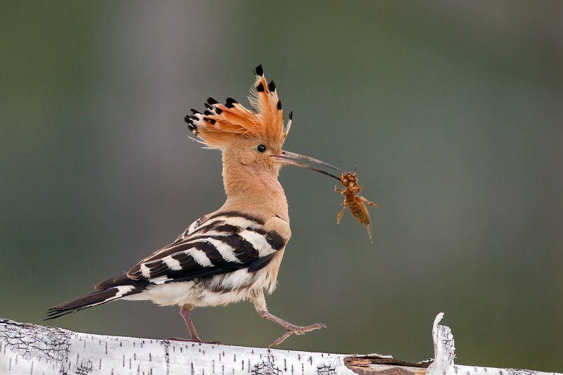 Татьяна, Russia