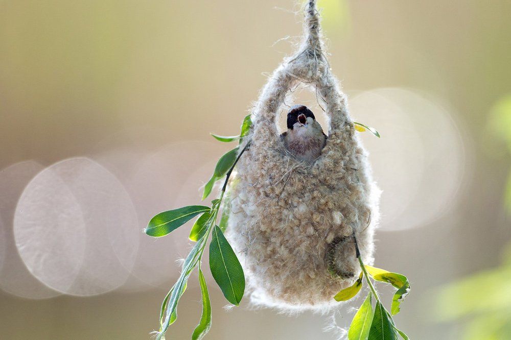 Мой дом - моя крепость