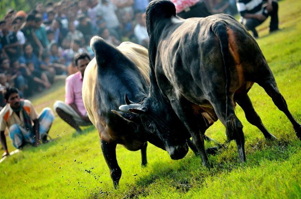 Bull fight - A Traditional
