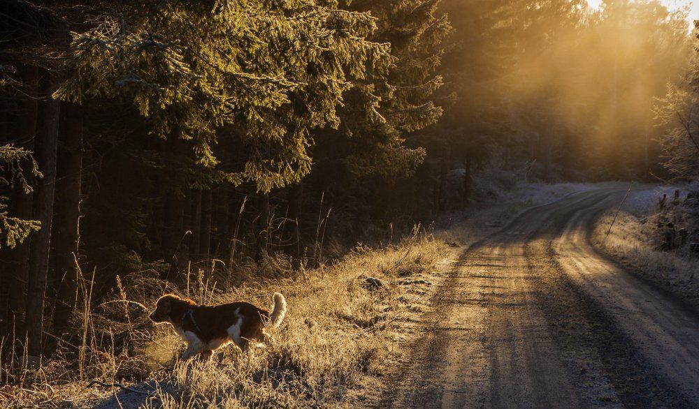 НЕ за добычей бежим, за запахом