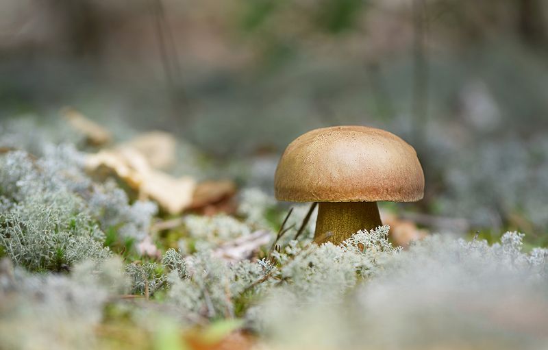 Iraida Aleksenko, Russia