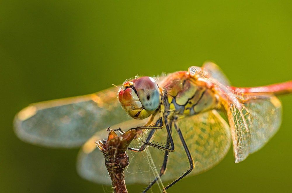 Доброта и улыбка!